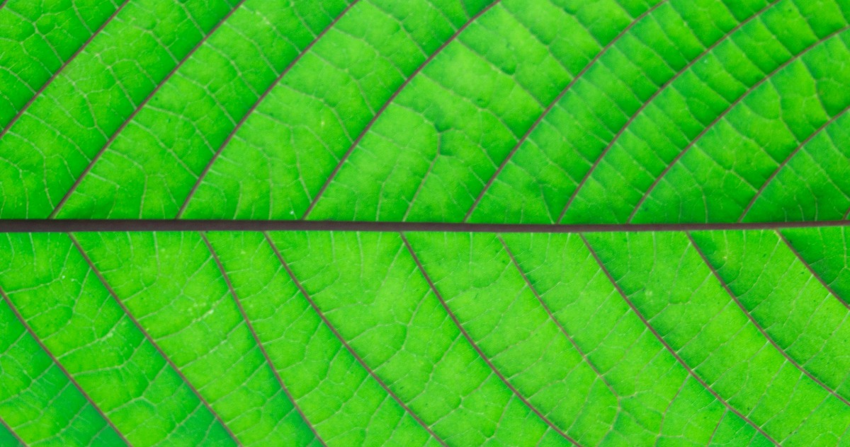 Kratom Nutrition Facts, G2 MEDS