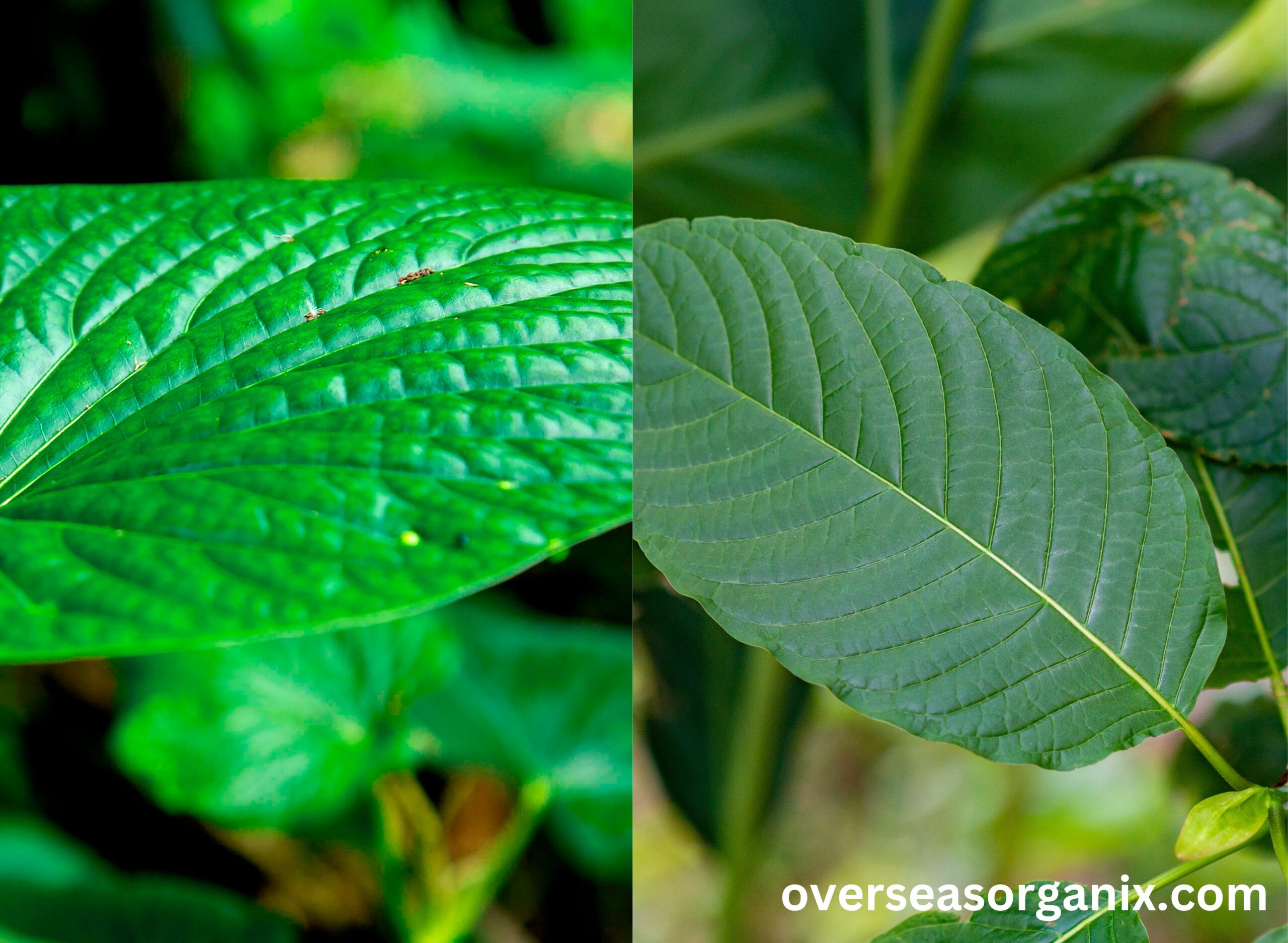 Kava and Kratom, G2 MEDS