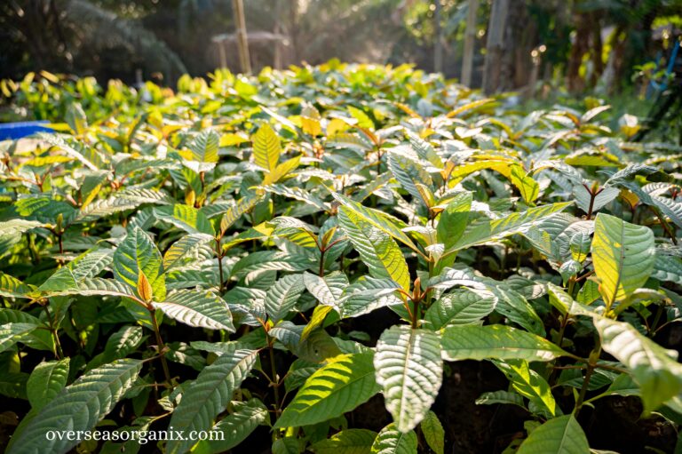 Mysteries of Kratom Plant: Origins, and Uses