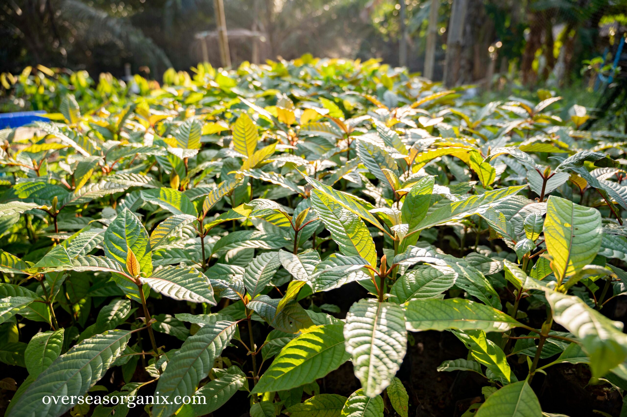 Kratom Plant, G2 MEDS