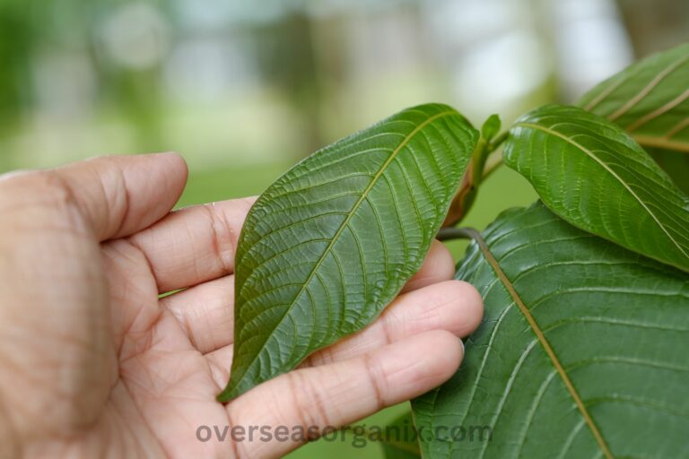 Reliable Kratom Vendor: Comprehensive Guide