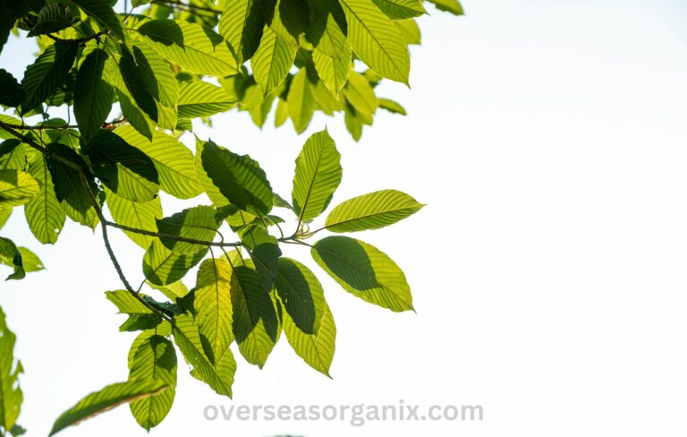 Is 7OH Illegal? Understanding the Legalities of 7-Hydroxymitragynine