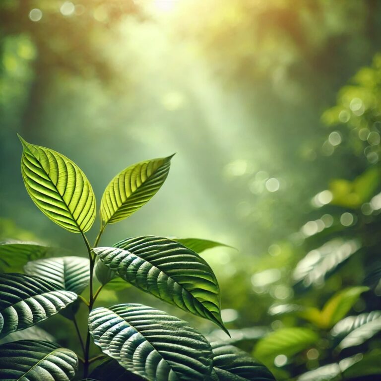 Kratom Legality: What You Need to Know